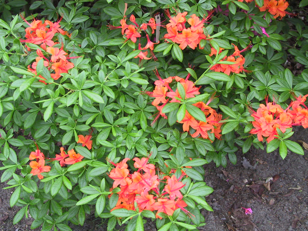 Azalea pontica Coccinea Speciosa 2.jpg